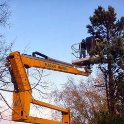 Elagage par démontage d'un cyprès de 18 m