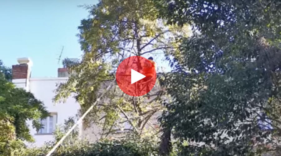 Abattage arbre Keller video